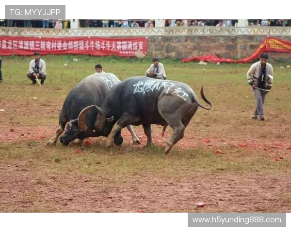 在线斗牛比赛活动汇总，丰富奖励和精彩赛事助你成为斗牛高手